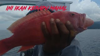 Diporot Ikan Kerapu Merah Mancing Lombok