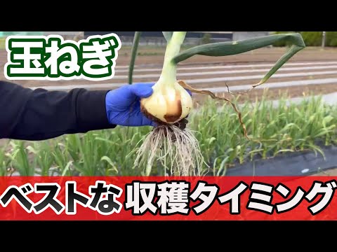 Onions] Too late or too early is no good! When is the best time to