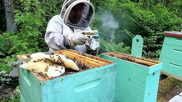 FROM SWARM TRAP TO HIVE: BEE TRANSFER PROCESS!!    #bee #swarmtrap #beekeeping