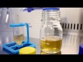 Vídeo: Minibioreactor múltiplo para estudos de crescimento celular "RTS-8 PLUS"