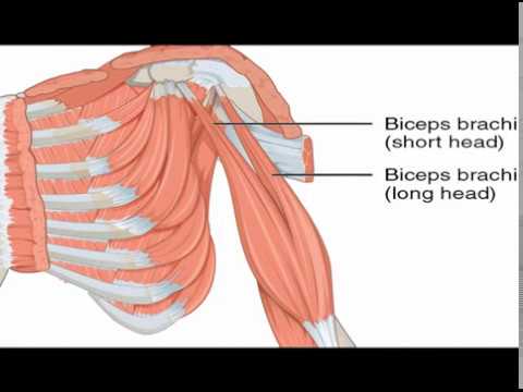 Two Minutes of Anatomy: Biceps Brachii - YouTube