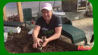Transplanter les concombres et les fèves - capsule horticole no 6 Marthe Laverdière