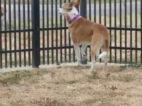 australian cattle dog basenji mix