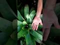 How big is this bromeliad. #plants  #bromeliads