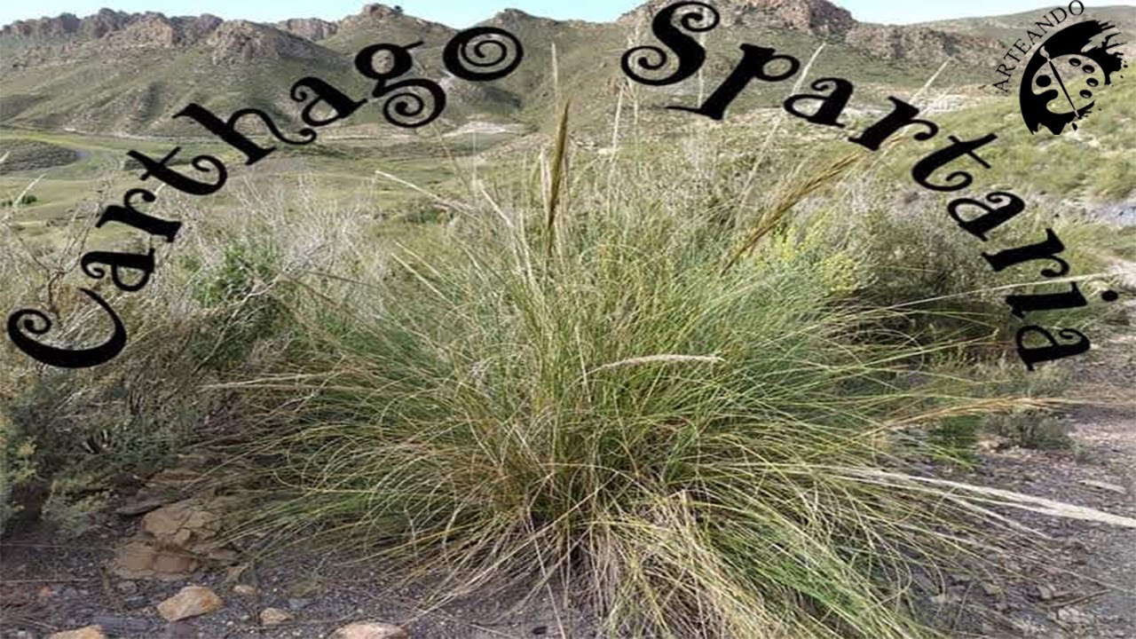 Carthago Spartaria. Introducción al esparto Pt.6