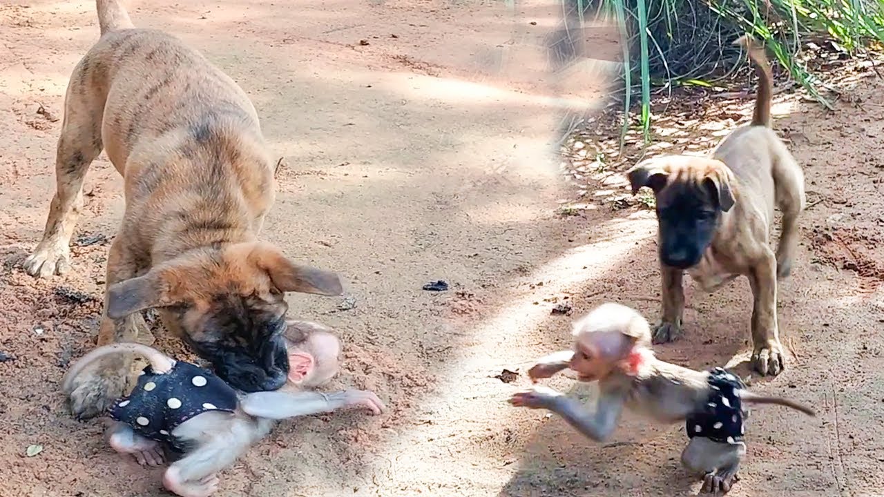 HELP ME ! Tiger PROTECTS Puppy From Big Dogs! INCREDIBLE LOYALTY