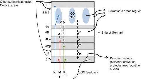 Primary visual cortex- layers,simple cells, complex & hypercomplex cells