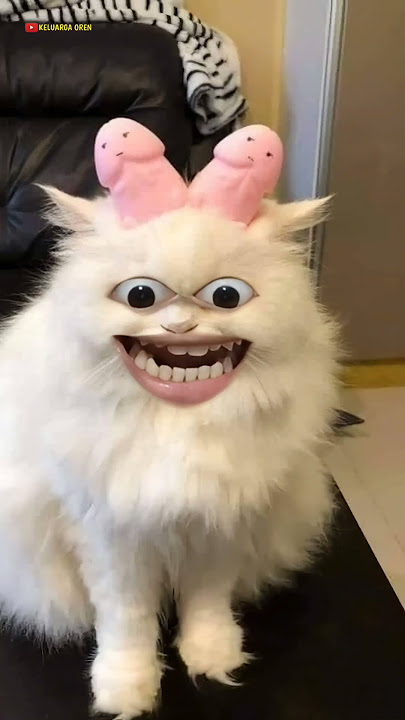 Kucing lucu mau eek bikin ngakak #funny