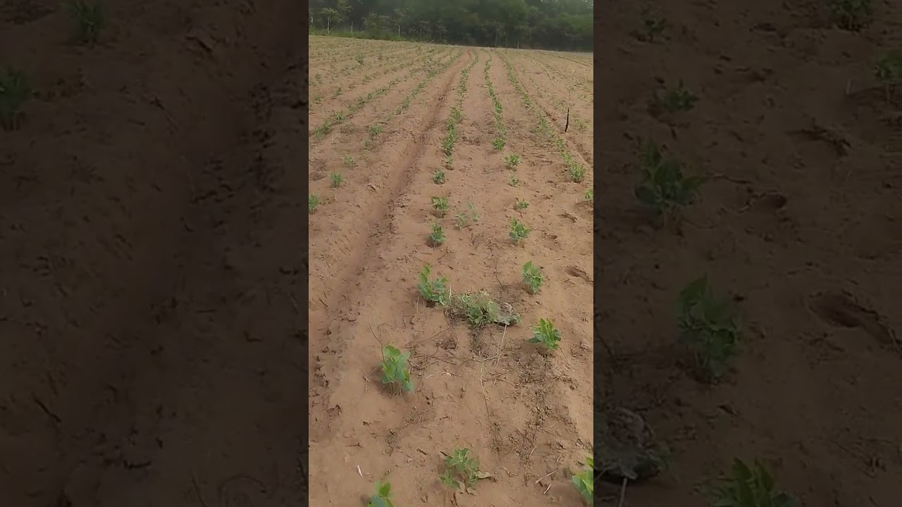 Escreva no canal e participe da alegria do nordestino E compartilhe