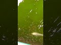 Tilapia fish