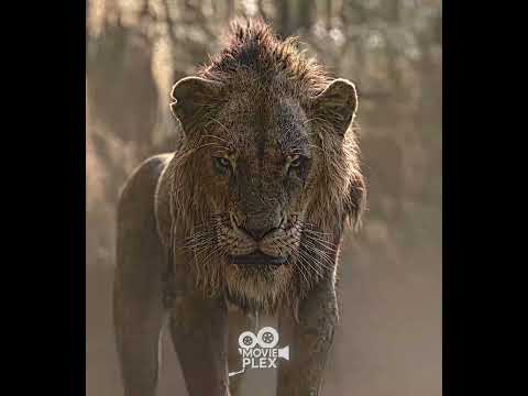 He blamed simba | The Lion King | House of Memories #edit #shorts