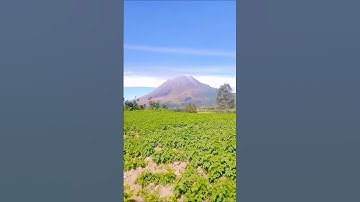 Ladang Kentang Dikaki Gunung Sinabung