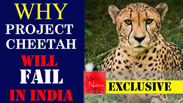 Why Project Cheetah Will FAIL In India |Explains Expert Ex Field Director Of Dudhwa National Park