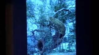 Public Service Announcement: Patrick Dougherty Lecture