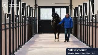 Nallis Bellouet in foal to Colorit Z!