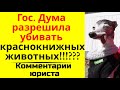 Государственная Дума разрешила убивать краснокнижных животных. Комментарии юриста