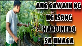 Ang Gawain Ng Isang Hardinero Sa Umaga.