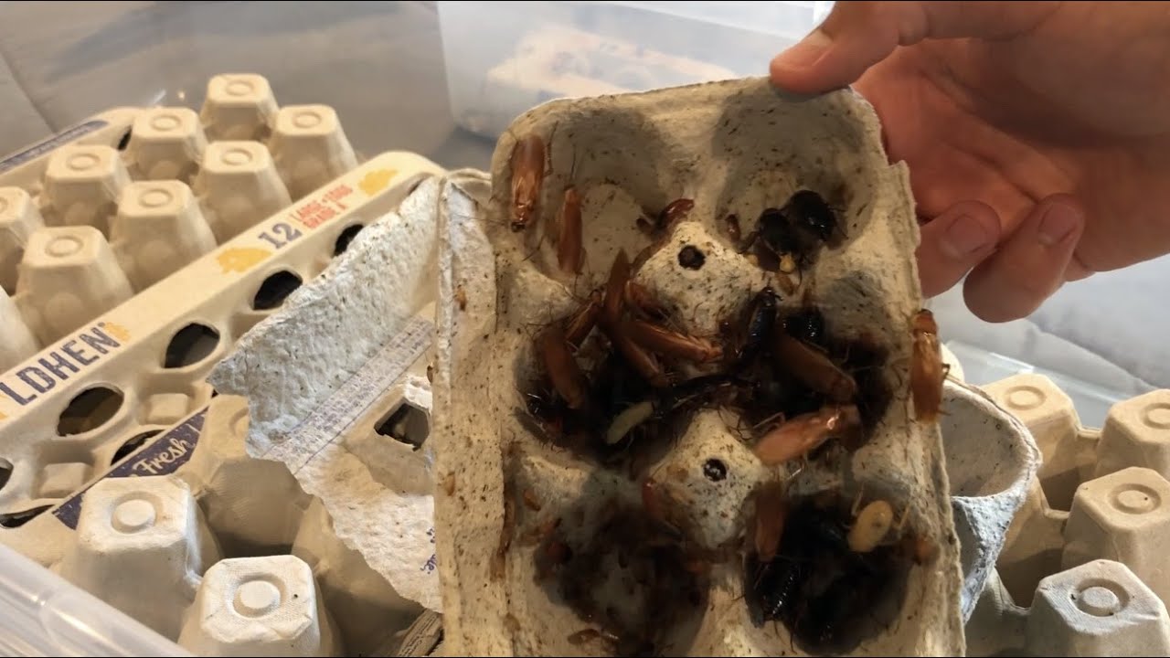 How To Set Up A Large Breeding Colony Of Red Runner Roaches!!! (Turkestan Cockroach)