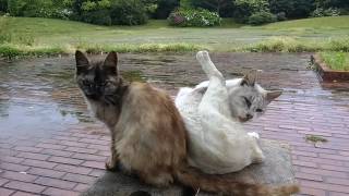 雨上がりの公園、野良猫ちゃん達みんなで毛繕い