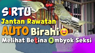 Sirtu Jantan Birahi minta Kawin