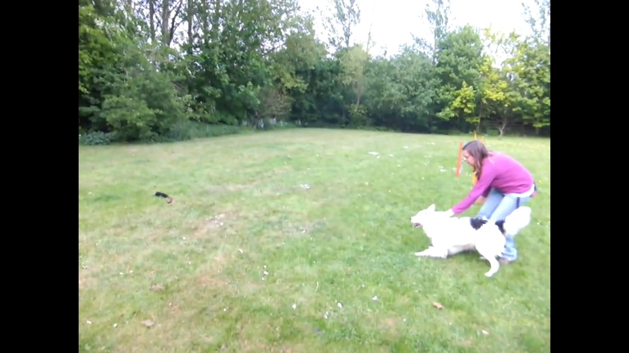 Collar grab, transport and release for deaf dog agility YouTube