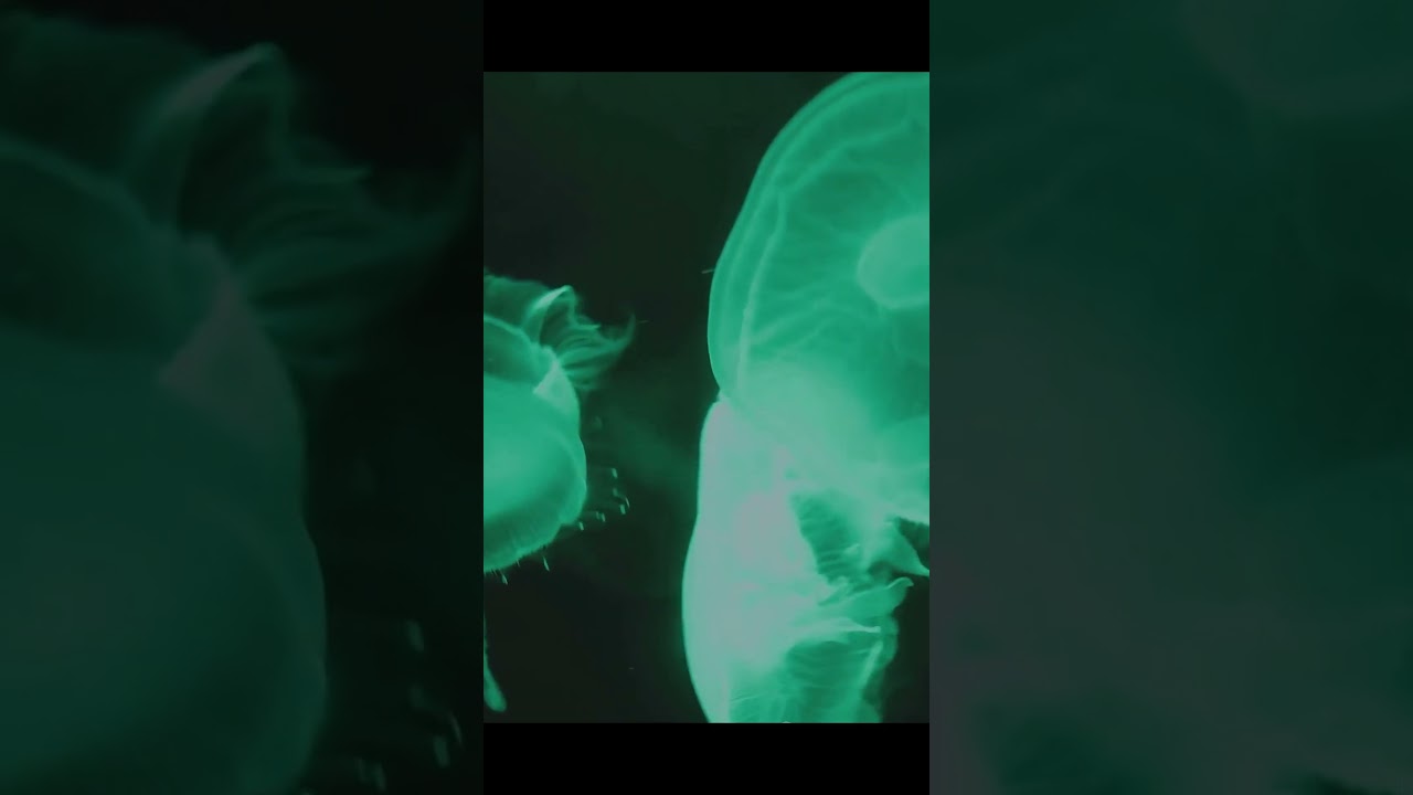 Glowing Shrimps: Nature’s Hidden Neon Lights!