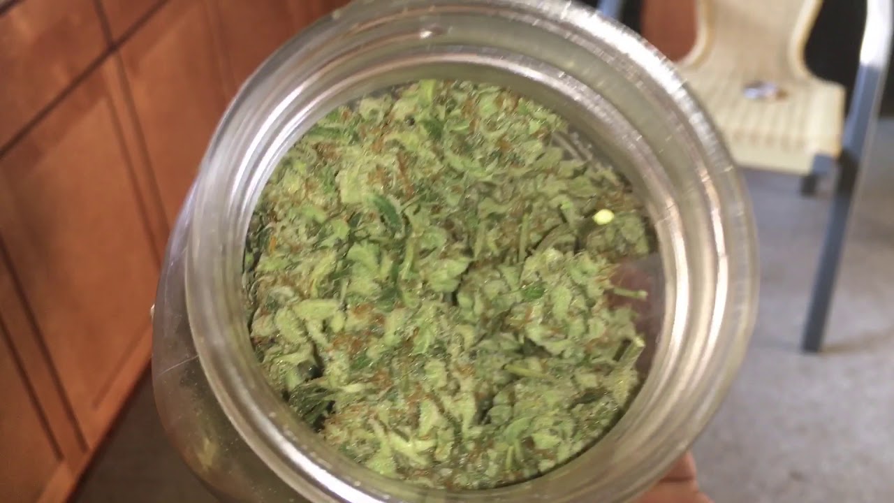 Blueberry autoflower day 115 (Taking longer than expected)