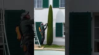 Professional Hedge Trimming Job &amp; Powerful Tools #shorts