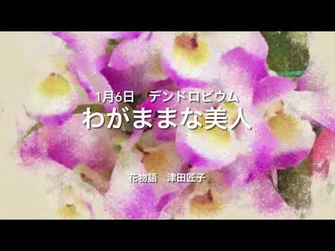 1月6日 誕生花 デンドロビウム