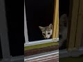 Cat lover 🐈🐈⬛ #cat