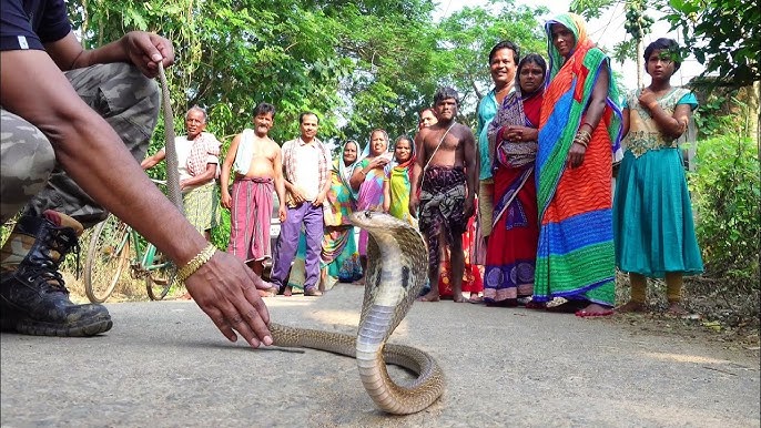 इतना खतरनाक गुस्सैल कोबरा सांप ओडीशा में रेस्क्यू किया Dangerous angry cobra snake rescued in Odisha - YouTube