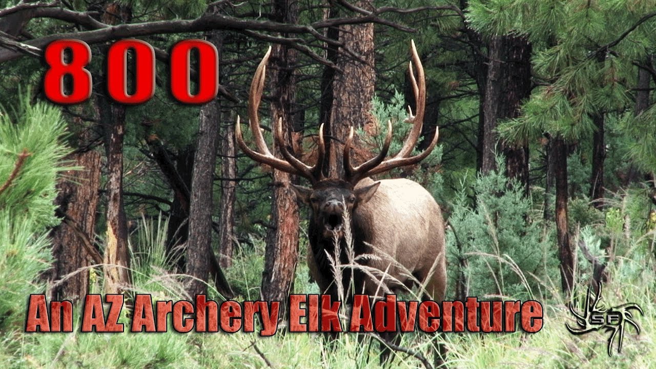 800 An AZ Archery Elk Adventure YouTube 800-an-az-archery-elk-adventure-youtube