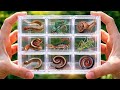 Catch insects and small animals from the pile of coconut shells,there are many millipedes #millipede