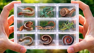 Catch insects and small animals from the pile of coconut shells,there are many millipedes #millipede