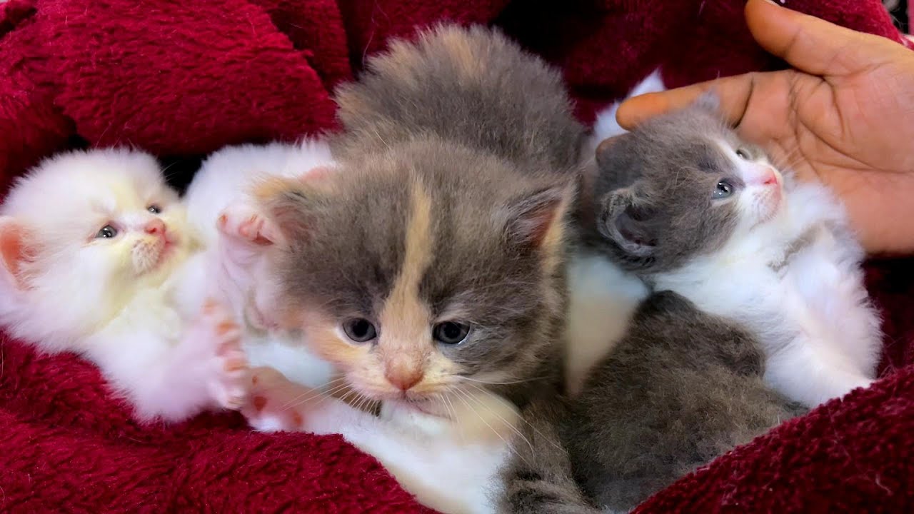 Namma Veetu Bommukutty's😘😍😘Chella Kutties