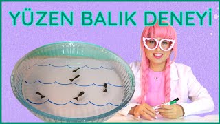 TAHTA KALEMİYLE YÜZEN BALIK DENEYİ