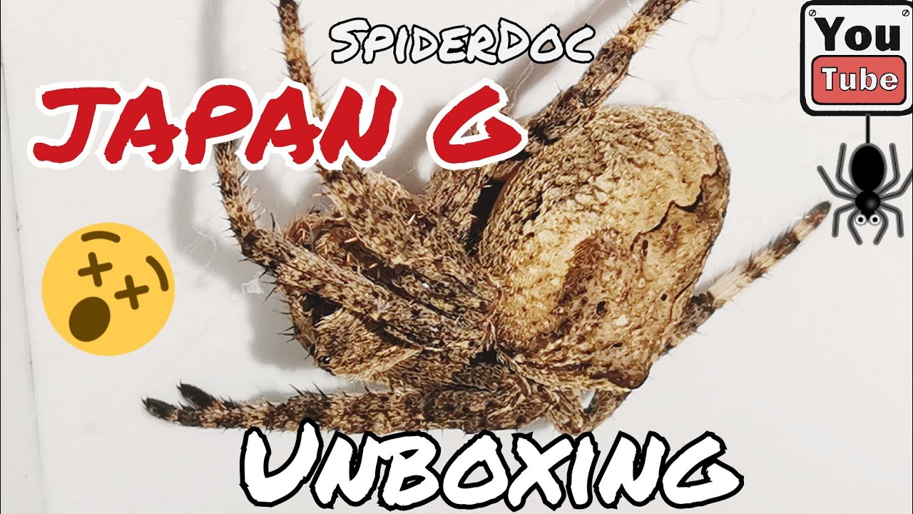 Gagambang JAPAN Araneus Ventricosus Unboxing Japan Spider Trivia 