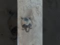 THE TURTLE IS STILL LAYING EGGS #short #vedio #turtle #laying #egg #satisfying