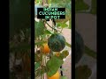 Indian  Yellow Organic  Cucumbers in the Pot | Organic Indian Veggies