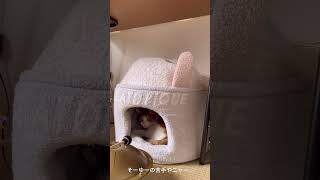 【オトニシズム】猫と楽器 その２（中編）ガンクドラム奉納演奏してみたが… #shorts #ねこ動画 #cat