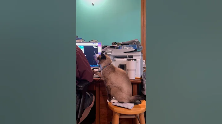 Video 11822261: siamese cats pets cute, siamese kitty cat, siamesecats kitty, siamesecat cat funny