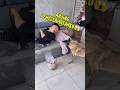 Si Anjing Jadi Penyelatan Tuannya #shortviral