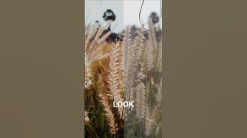 Cinematic Color Grading in vn #vn #davinciresolve #premierepro #premiereprotutorial #colorist