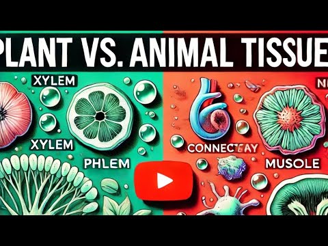 Tissue Types Simplified: A Quick Overview for Learners Plant and Animal ...
