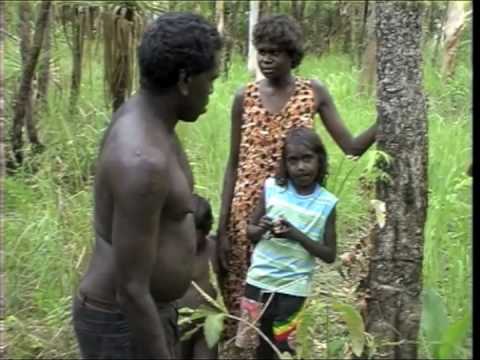 How Yolngu prepare Djitama, a toxic bush yam, for ...