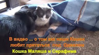 Кошки любят забираться в норки коробки под одеяло Кошка Маляша и Серафима 2019 блог кошек кота кот Кошки любят забираться в норки коробки под одеяло Кошка Маляша и Серафима 2019 блог кошек кота кот