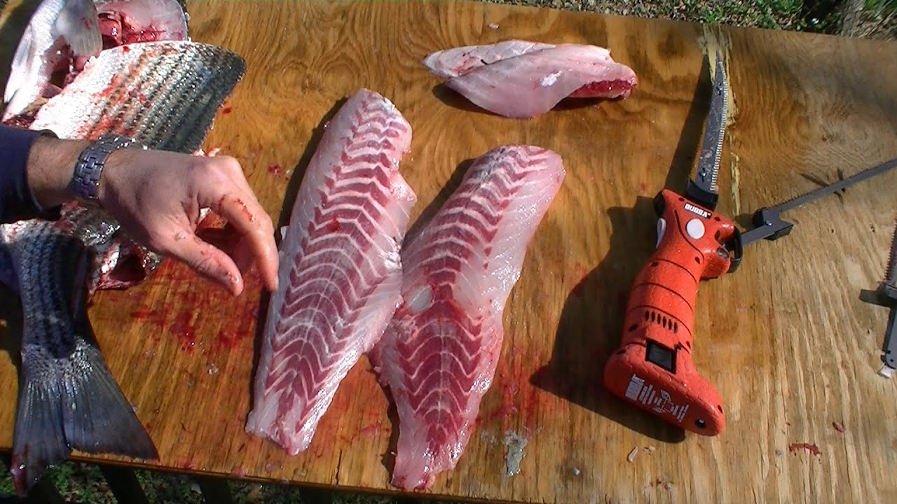 Redneck 101- How to Fillet Striped Bass with an Electric Knife