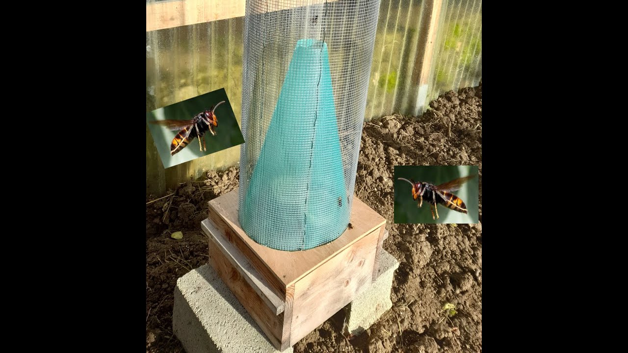 🐝Test de la nasse anti frelons