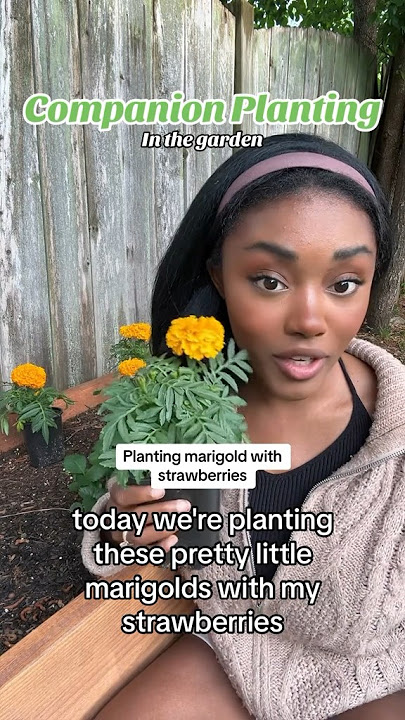 Planting French Marigolds as a companion plant with strawberries #gardening #marigold