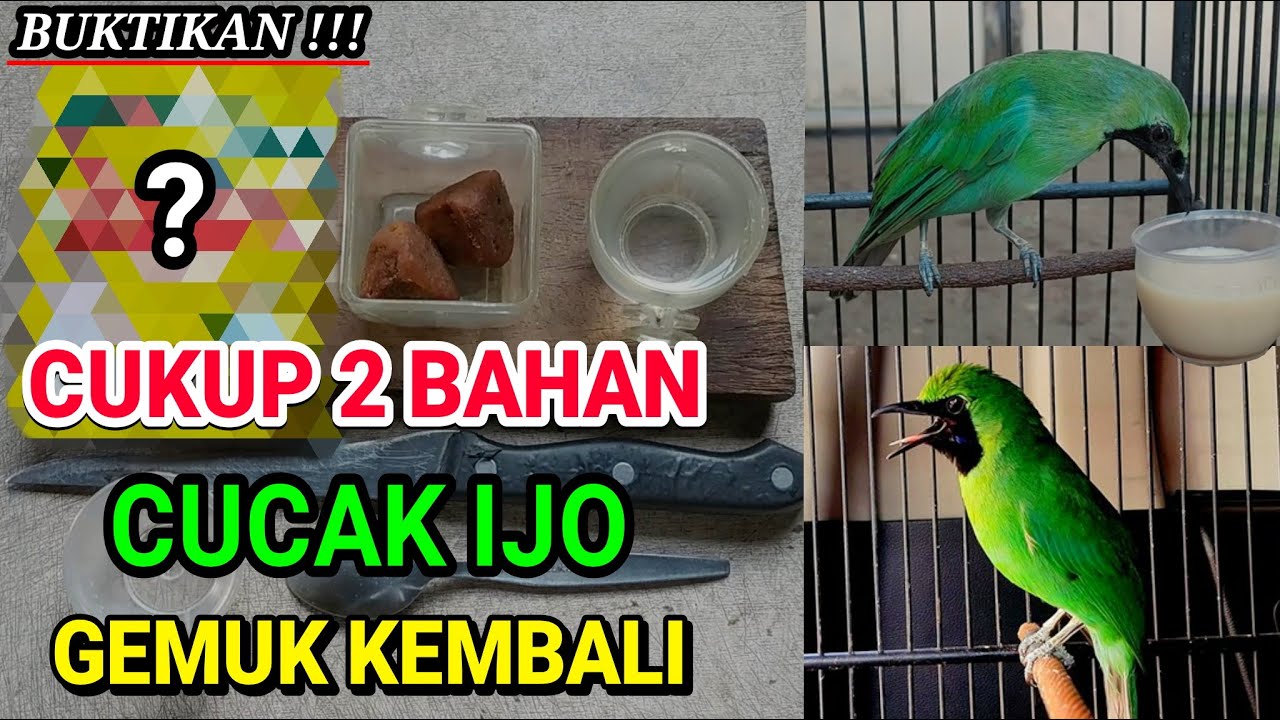 Cara Menggemukan Cucak Ijo Simple & Efektif 🐦 | Hanya 2 Bahan